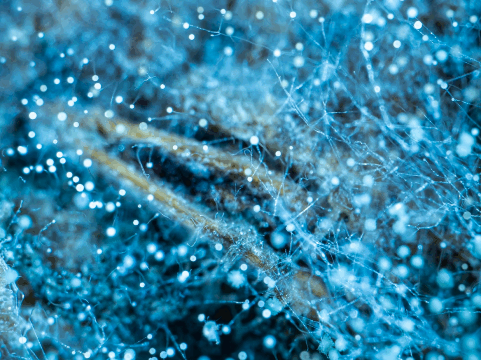 Screenshot 2025-07-28 at 3.44.35 PM